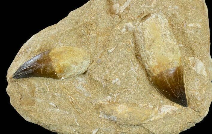 Two, Large, Rooted Mosasaur Teeth In Rock - Morocco #115783